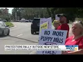 Protestors rally outside new Wilmington pet store as New Hanover County looks to boost animal wel