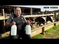 Download Lagu Kijk naar mijn boerderij, vrienden! Alle producten zijn gemaakt van onze melk! Het ontbijt was heerl