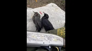 صوت الشحرور 2022 افضل صوت لطائر الشحرور مجرب الصياد صيد شحرور 