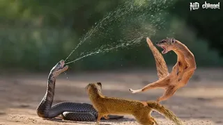 Download King Cobra Vs Mongoose - Cobra is Punished When Deliberately Spraying Venom Into Mongooses MP3