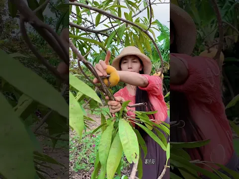 Enjoy beautiful nature with rural life 421# MP Fresh #fruit #countrylife #farming #garden