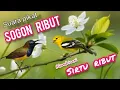 Download Lagu Suara Pikat Burung Kecil Kombinasi Sogon Ribut Dan Burung Sirtu Ribut