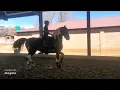 Download Lagu Adelprag Maurits - Barock Pinto Stallion