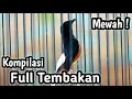 Download Lagu KOMPILASI TEMBAKAN MURAI BATU FULL ISIAN CILILIN GEREJA KAPAS TEMBAK KENARI SOGON CUNGKOK DLL