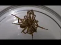 Huntsman vs Wolf Spider Who is stronger