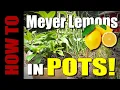 Download Lagu How to Plant \u0026 Grow Meyer Lemons in Pots!