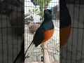 Download Lagu Suara Burung Murai Batu Sangt Indah