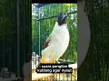 Download Lagu suara pancingan burung kutilang gacor