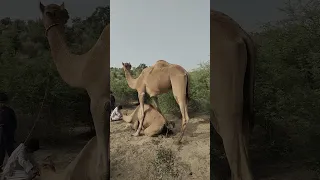 م ش ه د الت ز او ج الط ب يع ي ل ل إ ب ل ف ي الص ح ار ى ال ق ر و ي ة 