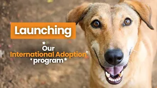 A New Journey Begins: International Dog Adoptions Launch