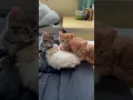 Download Lagu Kitten pile on Willow Pillow!! #kitten #kittenvideos #cat #cute #animals #kinkatopia