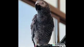 تعليم الكاسكو السلام عليكم مكرره لمدة ساعه 