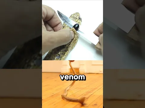 🤯Facts About the Million-Dollar Snake Pearl!