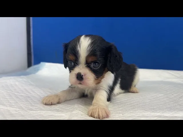 動画
