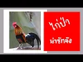 Download Lagu Cuted junglefowl