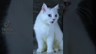 ولي ولي على عنادك 