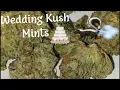 Wedding Kush Mints Strain Review