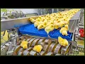 Inside a Poultry Hatchery How Baby Chicks Are Born Raised Full Factory Process million dollars