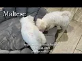Maltese Puppies For Sale