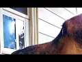 Security Boss Dog doors