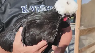 East Forsyth head football coach runs chicken duck farm