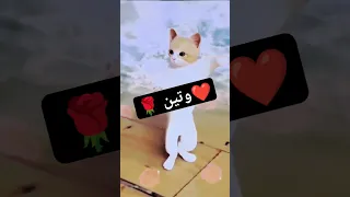طلب خاص وتين وتين طلب تصميم Cat Funny Cat Shorts Comedy Short 