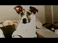 LAIKA FIRST DOG IN SPACE SPUTNIK