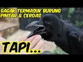 Lagu 17 Kelebihan \u0026 Kekurangan Memelihara Burung Gagak