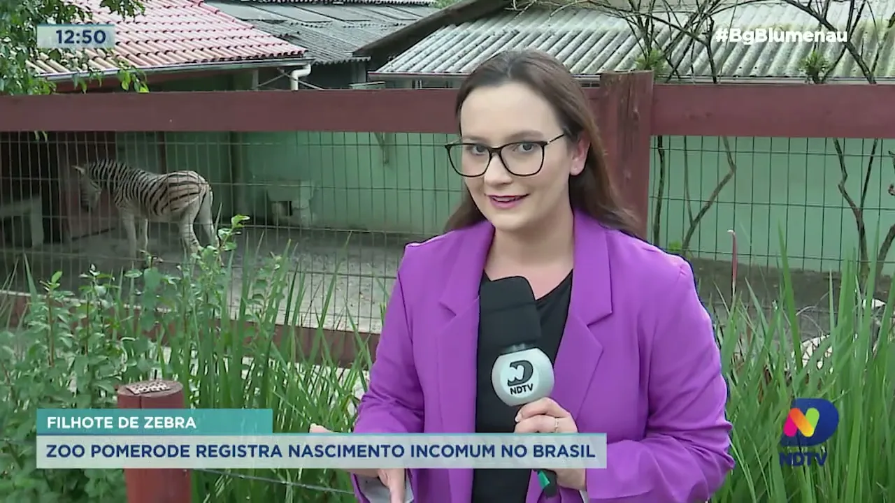 Zoo Pomerode registra nascimento de filhote de zebra