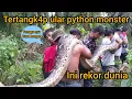 Download Lagu AKSI MENEGANGK4N TERTANGK4P NYA ULAR PYTHON TERBESAR DI INDONESIA