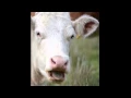 The Cow Says I Smell Like Beef