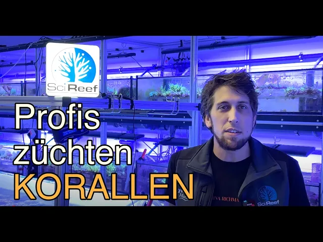 Moderne Zucht von Steinkorallen| Zu Besuch bei Samuel & Mareen von SCI REEF| Wilhelmshaven Tour