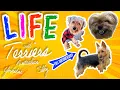Full Documentary Life with Small Terriers Yorkshire Silky Australian