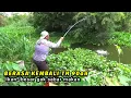Download Lagu SPOT MANCING APA PASAR IKAN! Liaran kayak kolam