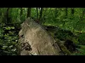 Chaffinch & Spring Bird Chorus | Oak Forest Sounds for Focus & Calm