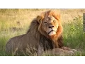 Download Lagu Major Airlines Ban Shipment Of Big-Game Trophies From Africa - Newsy