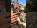 Download Lagu Apakah Sisir Bisa Bikin Kucing Mual Muntah Huwek? 😆😆 #kucing #kucinglucu #cat #kitten