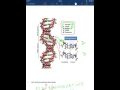 How DNA strands hydrogen bond together 2