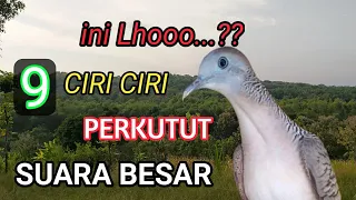 Download cara mengetahui ciri perkutut suara BESAR MP3