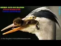 When a heron eats ducklings there is nothing a mother duck can do to stop this huge animal predator