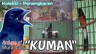 Download Koleksi murai batu+penangkaran//Ardusa.sf#Mb.kuman MP3