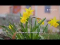 March Birth Flowers Why March Babies Get Daffodils Jonquils