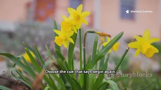 March Birth Flowers Why March Babies Get Daffodils Jonquils