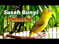 Download Lagu KECIAL KUNING GACOR UNTUK PANCINGAN KECIAL KUNING SUSAH BUNYI