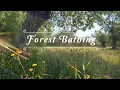 Healing Frequency Forest Therapy 🌳🌞 Begin Your Day with POSITIVE MORNING VIBRATIONS 🌳 Nature Sounds