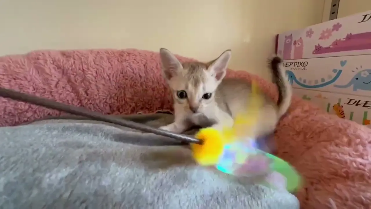 動画