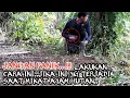 Download Lagu INI YG PALING DI TAKUTI SEMUA JOKI SAAT MIKAT AYAM HUTAN..!!pikat GRENDEK poin ke #10..!!