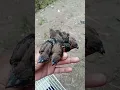 Download Lagu anakan burung emprit jawa