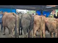 Download Lagu 18.300‼️SAPI JUMBO NUMPUK GAK LAKU BAKULE PUSING | Pasar Sapi Tuban