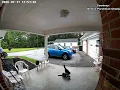 Black bear spotted in Jackson neighborhood